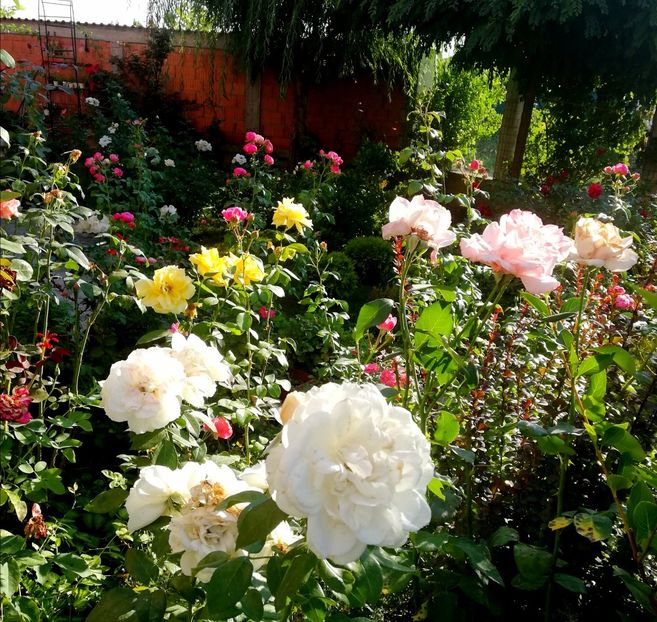  - Uetersener klosterrose- urcator