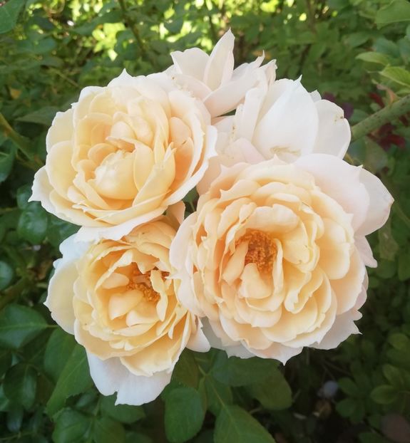  - Uetersener klosterrose- urcator