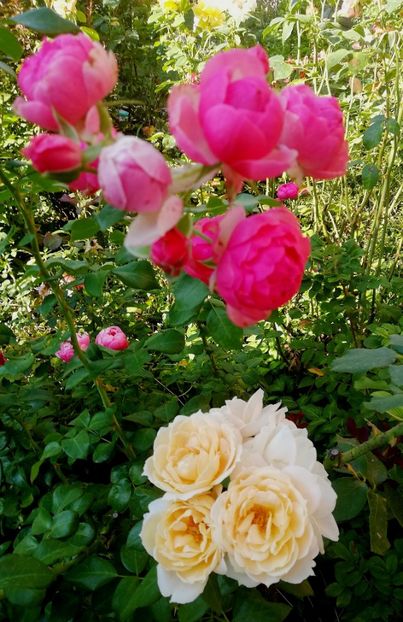  - Uetersener klosterrose- urcator