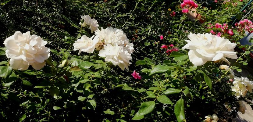  - Uetersener klosterrose- urcator