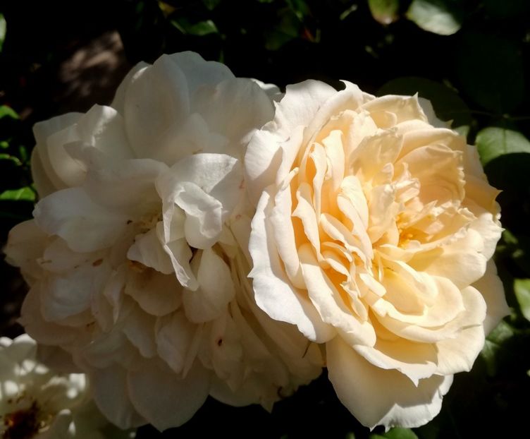  - Uetersener klosterrose- urcator