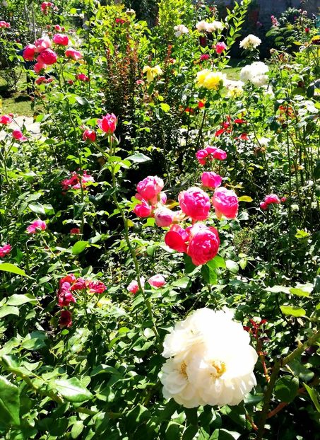  - Uetersener klosterrose- urcator