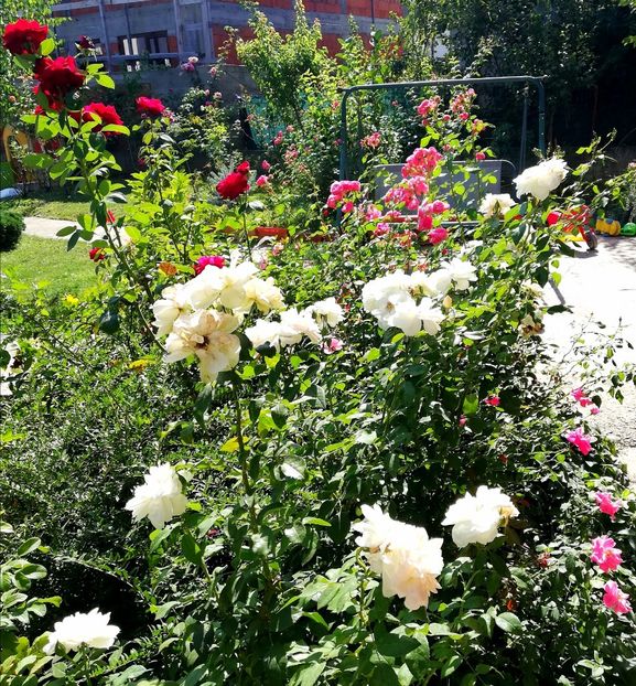  - Uetersener klosterrose- urcator