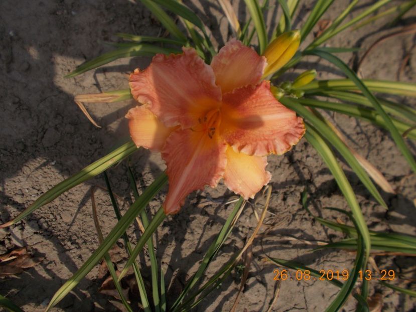  - HEMEROCALLISI-2019