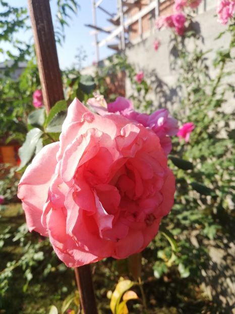  - Dee dee Bridgewater