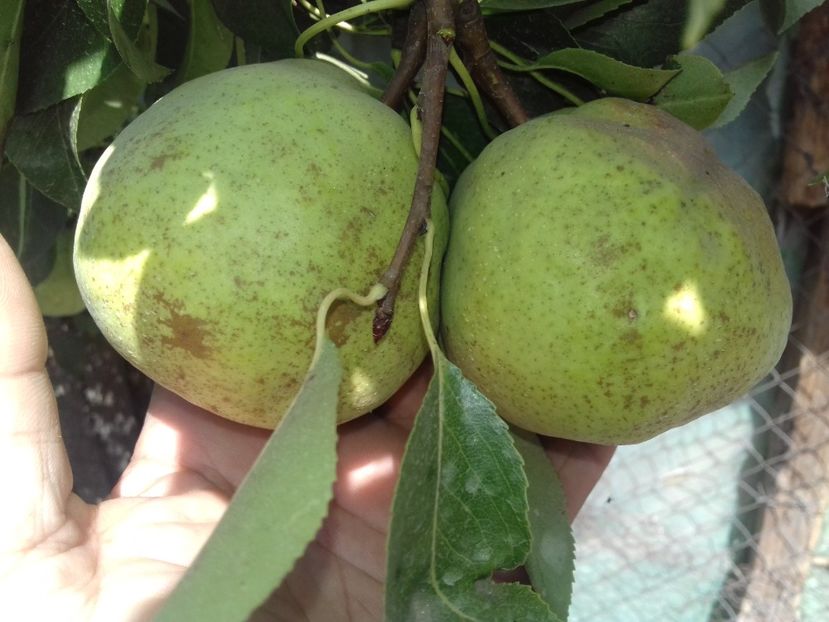 Pare a fii la fel cu cel de la Roman poza din 2019 - Untoasa Geoagiu