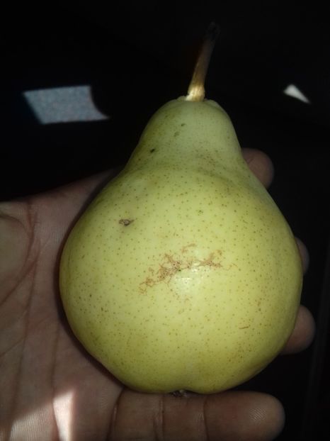 27 august 2019 para maturată tinuta la frigider - Belle de Juen Alany