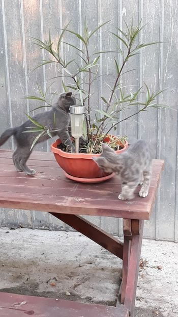  - Iubiri mici!
