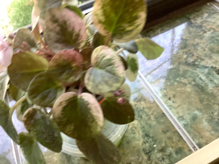  - Ramblin Dots sport