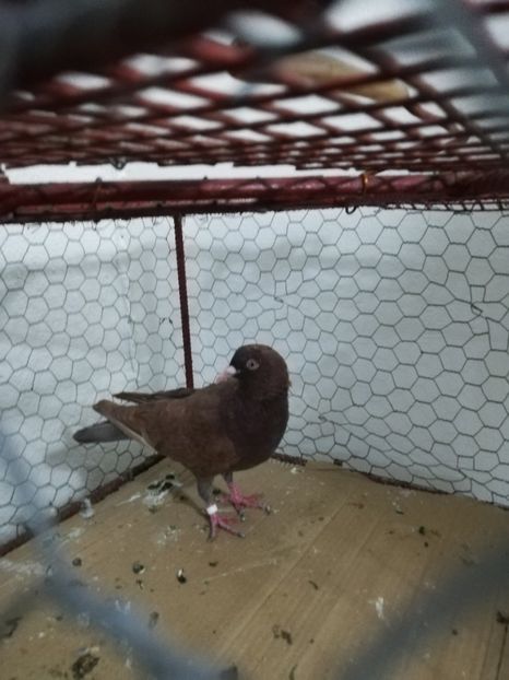  - Asemănări și deosebiri