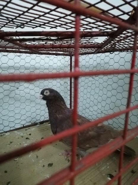  - Asemănări și deosebiri