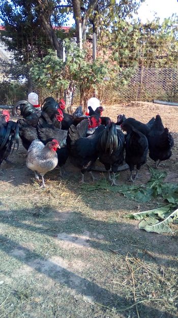  - Australorpi la 5 luni fără 3 zile