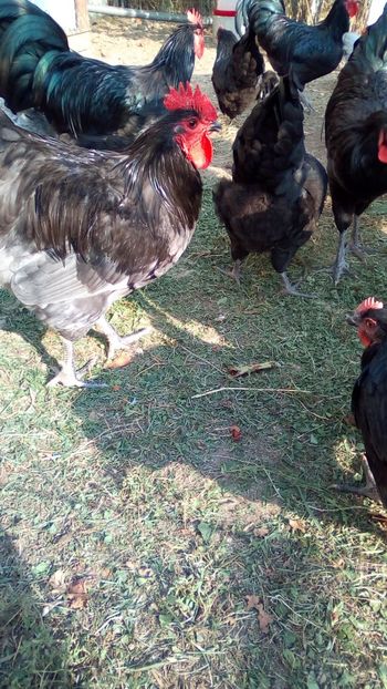  - Australorpi la 5 luni fără 3 zile