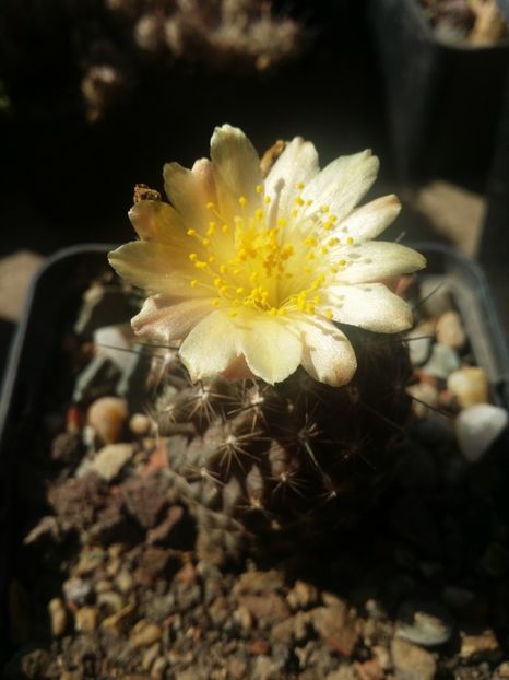  - cactusi 2019