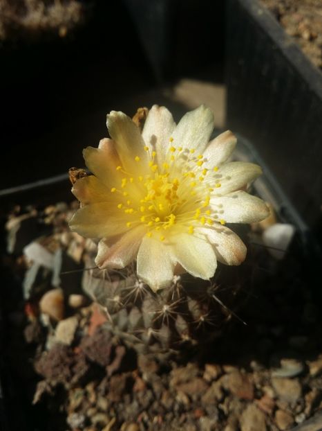  - cactusi 2019