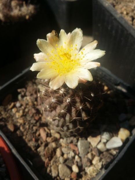  - cactusi 2019