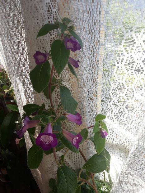  - Achimenes 2019