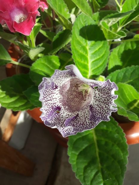  - Gloxinia din seminte