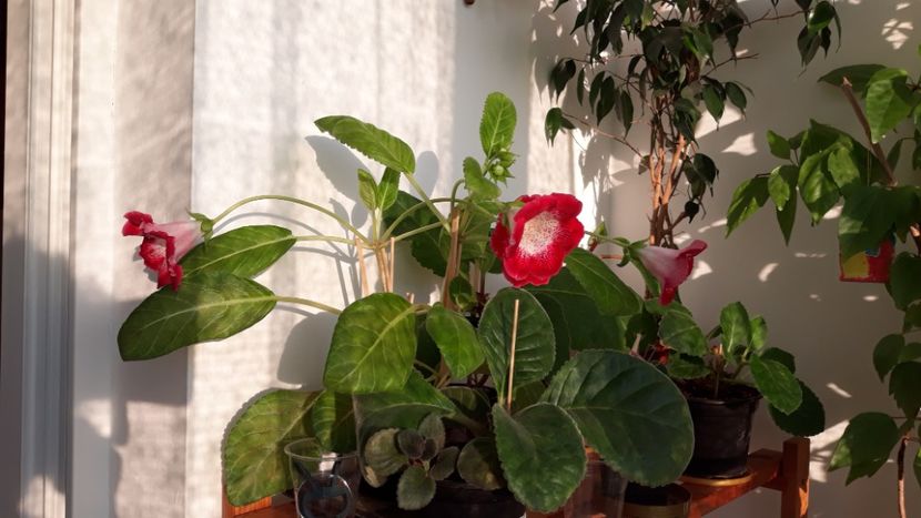  - gloxinii_2019