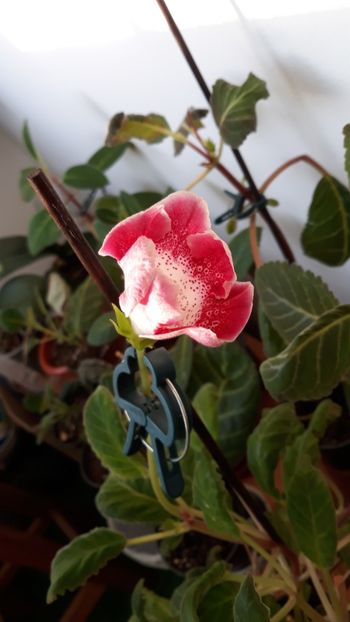  - gloxinii_2019