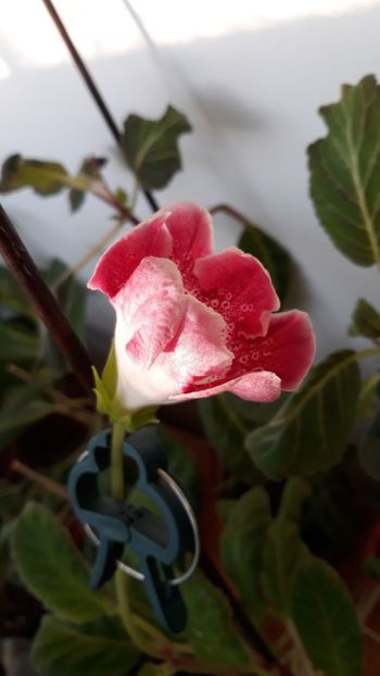  - gloxinii_2019