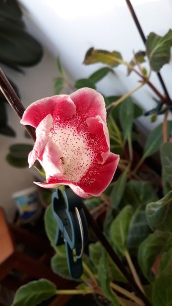  - gloxinii_2019
