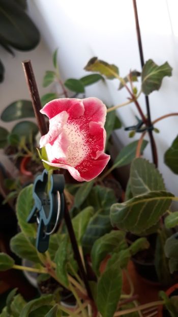  - gloxinii_2019