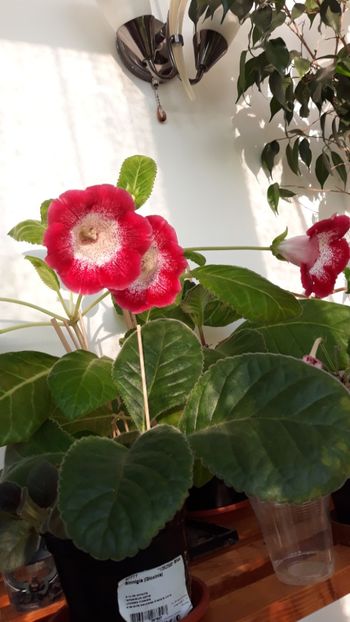  - gloxinii_2019