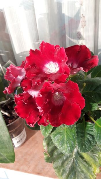  - gloxinii_2019