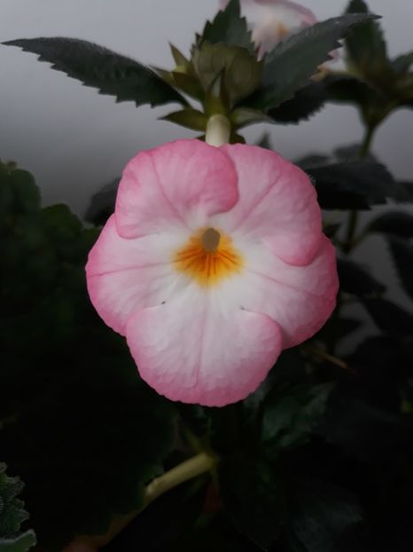  - 001 2021 - Vie en Rose posibil