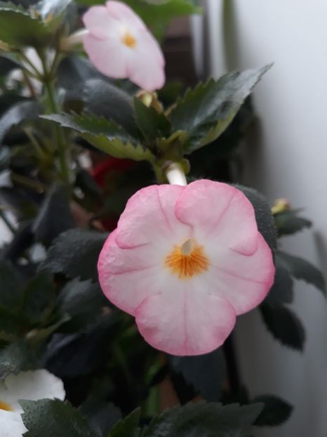  - 001 2021 - Vie en Rose posibil