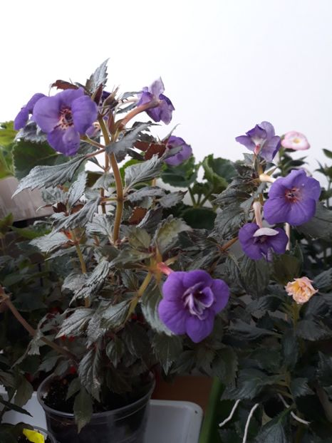 2019 - 001 2021 - Fluffy Wambler