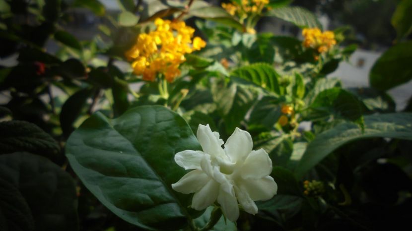 "Grand Duke" - Stelute