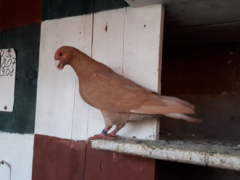  - I _ carunculați 2019