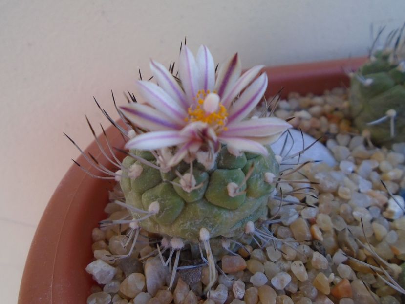 Turbinicarpus hibrid - Cactusi 2019 bis bis