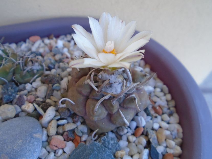 Turbinicarpus macrochele - Cactusi 2019 bis bis