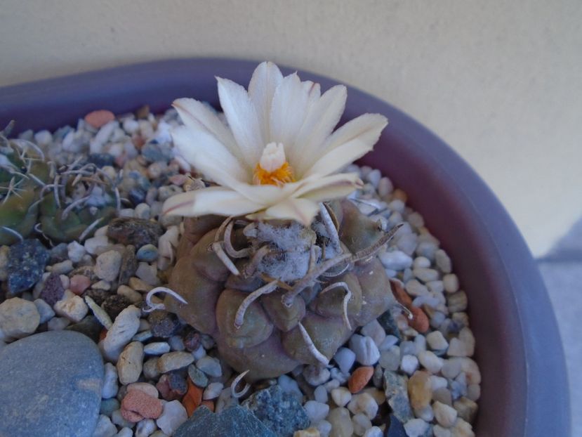 Turbinicarpus macrochele - Cactusi 2019 bis bis