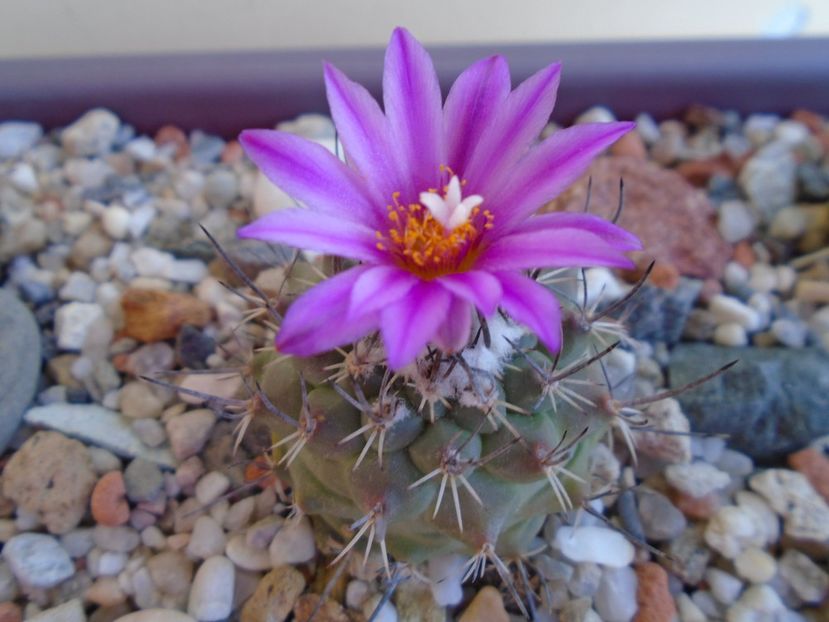 Turbinicarpus viereckii - Cactusi 2019 bis bis