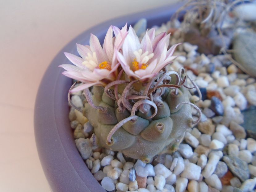 Turbinicarpus schwarzii v. rubriflorus - Cactusi 2019 bis bis