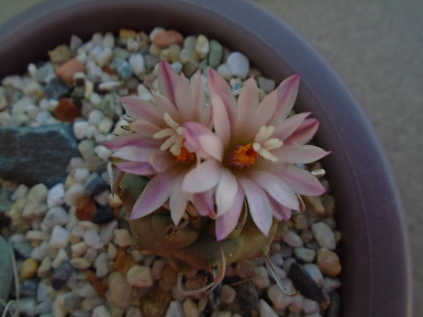 Turbinicarpus schwarzii v. rubriflorus - Cactusi 2019 bis bis