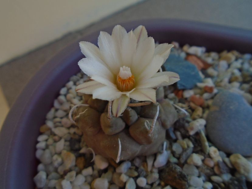 Turbinicarpus macrochele - Cactusi 2019 bis bis