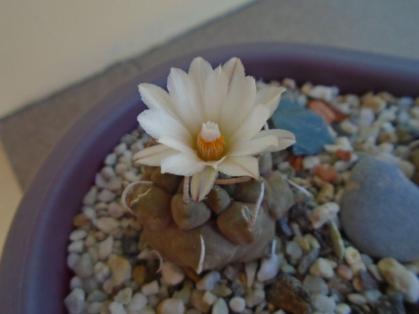 Turbinicarpus macrochele - Cactusi 2019 bis bis