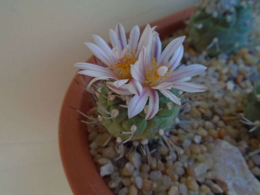 Turbinicarpus hibrid - Cactusi 2019 bis bis