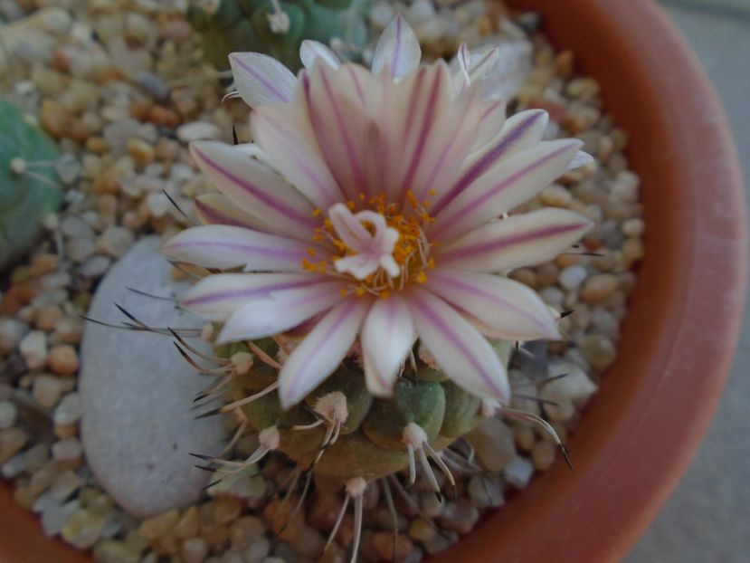 Turbinicarpus hibrid - Cactusi 2019 bis bis