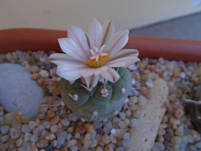 Turbinicarpus hibrid - Cactusi 2019 bis bis