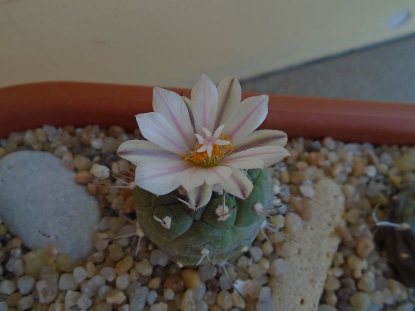 Turbinicarpus hibrid - Cactusi 2019 bis bis