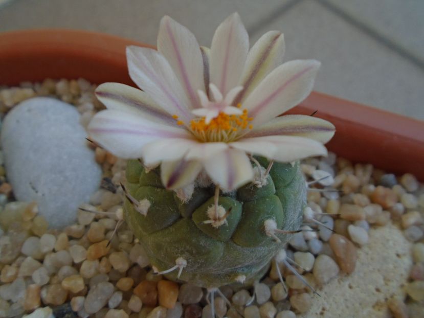 Turbinicarpus hibrid - Cactusi 2019 bis bis