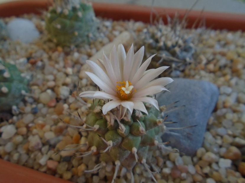 Turbinicarpus hibrid - Cactusi 2019 bis bis