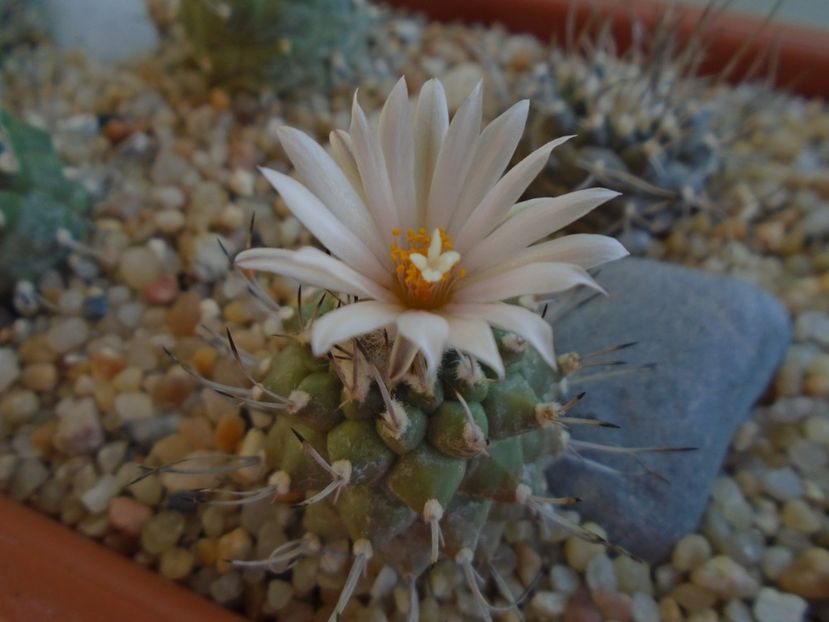Turbinicarpus hibrid - Cactusi 2019 bis bis
