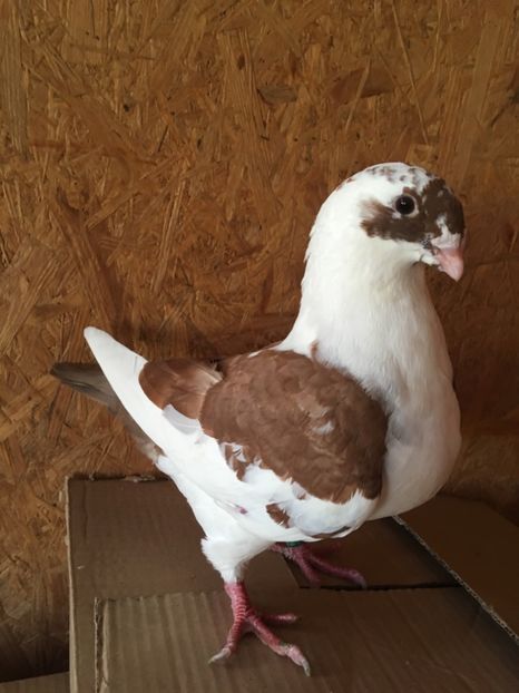 94C0E82C-D7F3-4D52-964E-D50B7513049D - Pui g homer 2019